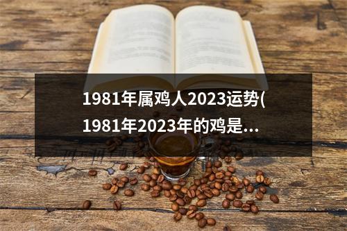 1981年属鸡人2023运势(1981年2023年的鸡是百年难遇)