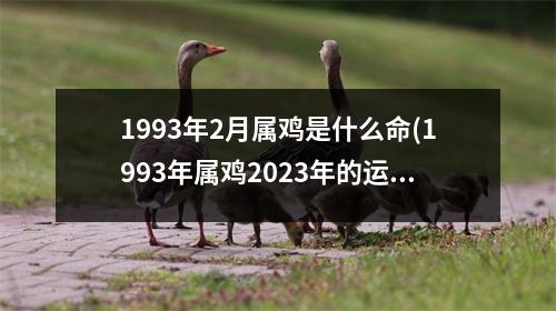 1993年2月属鸡是什么命(1993年属鸡2023年的运势及运程)