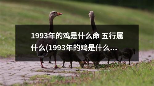 1993年的鸡是什么命 五行属什么(1993年的鸡是什么命 五行属什么属性)