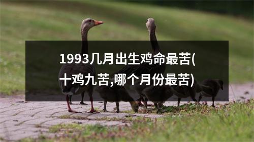 1993几月出生鸡命苦(十鸡九苦,哪个月份苦)