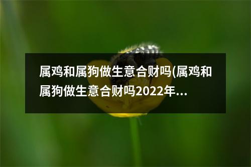 属鸡和属狗做生意合财吗(属鸡和属狗做生意合财吗2022年)