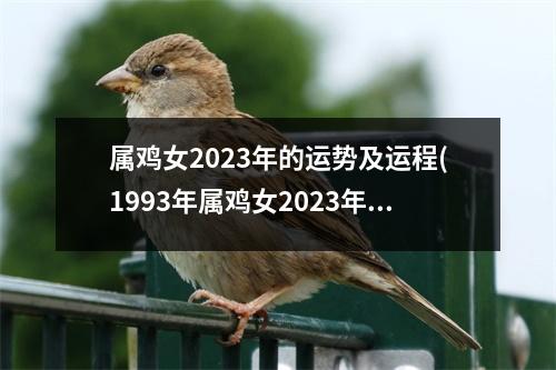 属鸡女2023年的运势及运程(1993年属鸡女2023年的运势及运程)