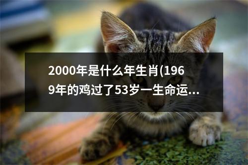 2000年是什么年生肖(1969年的鸡过了53岁一生命运如何)