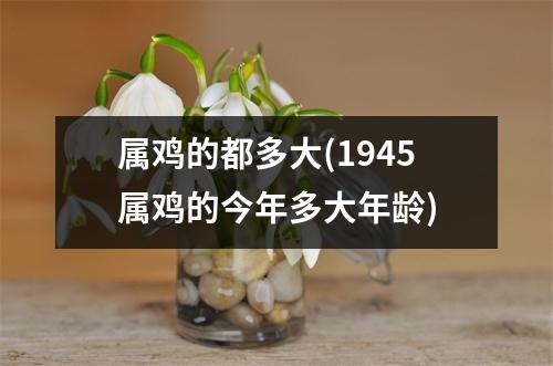 属鸡的都多大(1945属鸡的今年多大年龄)