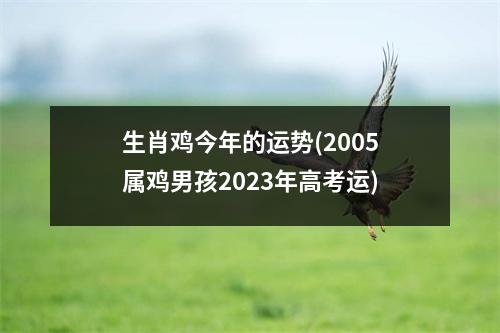 生肖鸡今年的运势(2005属鸡男孩2023年高考运)