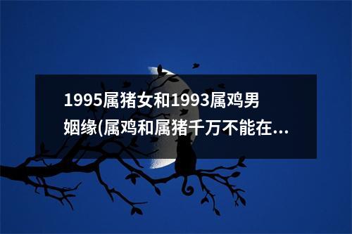 1995属猪女和1993属鸡男姻缘(属鸡和属猪千万不能在一起)