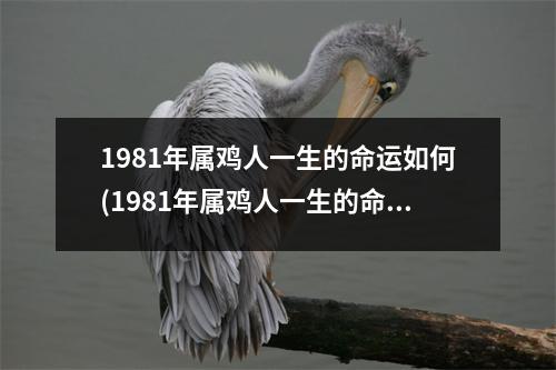 1981年属鸡人一生的命运如何(1981年属鸡人一生的命运如何2017)