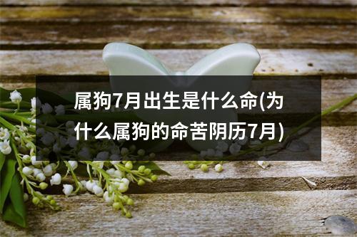 属狗7月出生是什么命(为什么属狗的命苦阴历7月)