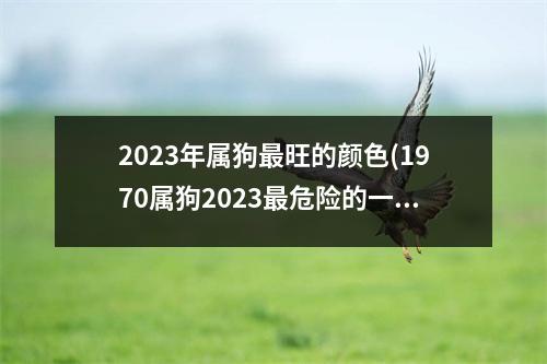 2023年属狗旺的颜色(1970属狗2023危险的一个月)