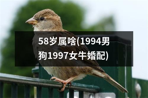 58岁属啥(1994男狗1997女牛婚配)