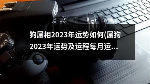 狗属相2023年运势如何(属狗2023年运势及运程每月运程狗)