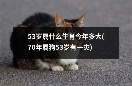 53岁属什么生肖今年多大(70年属狗53岁有一灾)