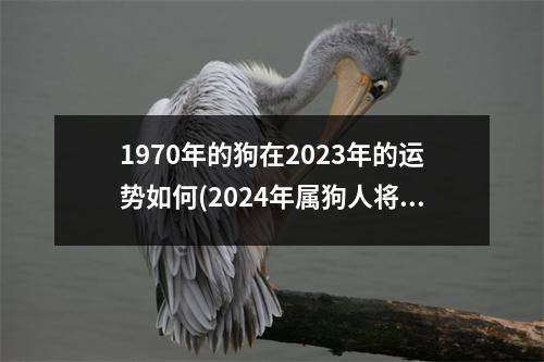 1970年的狗在2023年的运势如何(2024年属狗人将迎来天塌大事)