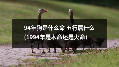 94年狗是什么命 五行属什么(1994年是木命还是火命)