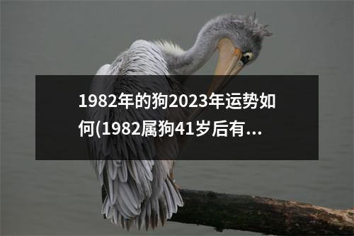 1982年的狗2023年运势如何(1982属狗41岁后有十年大运)