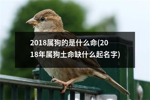 2018属狗的是什么命(2018年属狗土命缺什么起名字)