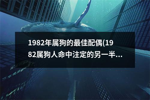 1982年属狗的佳配偶(1982属狗人命中注定的另一半)