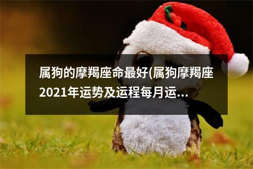 属狗的摩羯座命好(属狗摩羯座2021年运势及运程每月运程)