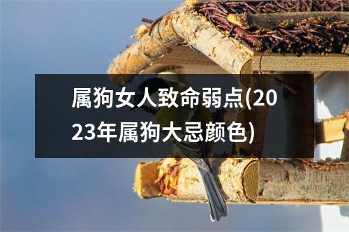 属狗女人致命弱点(2023年属狗大忌颜色)