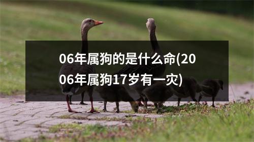 06年属狗的是什么命(2006年属狗17岁有一灾)