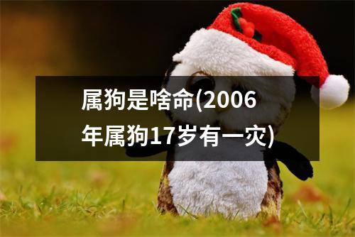 属狗是啥命(2006年属狗17岁有一灾)