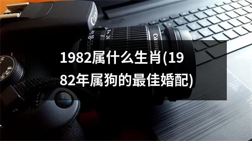 1982属什么生肖(1982年属狗的佳婚配)