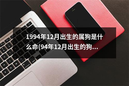 1994年12月出生的属狗是什么命(94年12月出生的狗是什么命,婚姻怎样)