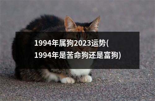 1994年属狗2023运势(1994年是苦命狗还是富狗)