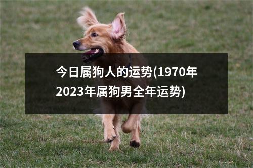 今日属狗人的运势(1970年2023年属狗男全年运势)