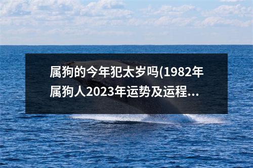 属狗的今年犯太岁吗(1982年属狗人2023年运势及运程)