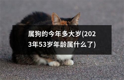 属狗的今年多大岁(2023年53岁年龄属什么了)