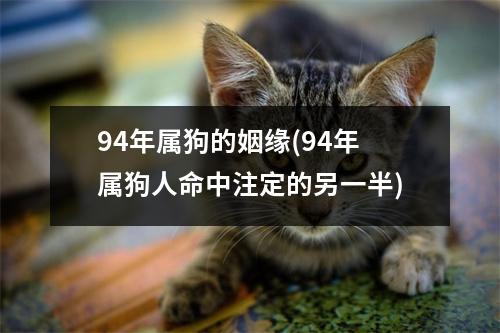 94年属狗的姻缘(94年属狗人命中注定的另一半)