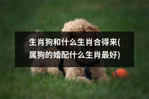 生肖狗和什么生肖合得来(属狗的婚配什么生肖好)