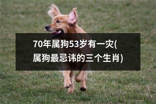 70年属狗53岁有一灾(属狗忌讳的三个生肖)