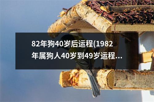 82年狗40岁后运程(1982年属狗人40岁到49岁运程)