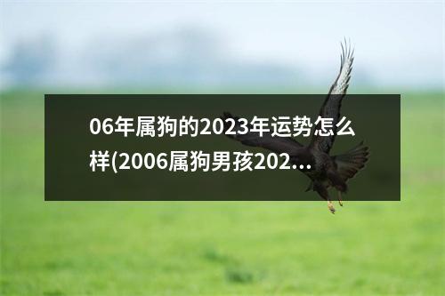 06年属狗的2023年运势怎么样(2006属狗男孩2023年学业怎样)