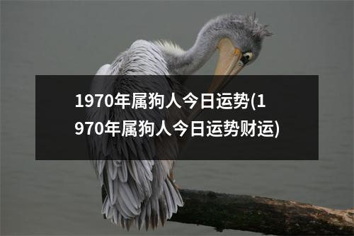 1970年属狗人今日运势(1970年属狗人今日运势财运)