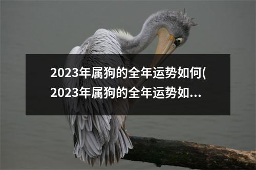 2023年属狗的全年运势如何(2023年属狗的全年运势如何1982)