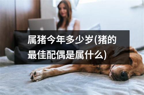 属猪今年多少岁(猪的佳配偶是属什么)