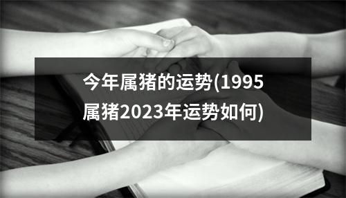 今年属猪的运势(1995属猪2023年运势如何)