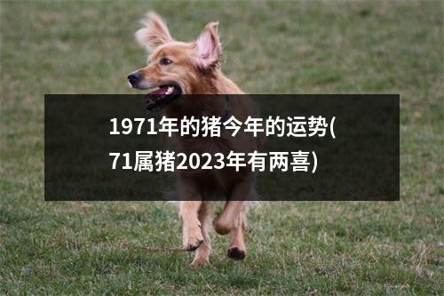 1971年的猪今年的运势(71属猪2023年有两喜)