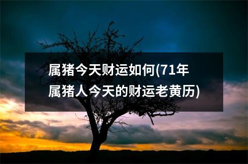 属猪今天财运如何(71年属猪人今天的财运老黄历)