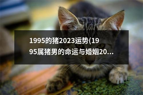 1995的猪2023运势(1995属猪男的命运与婚姻2023)