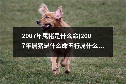 2007年属猪是什么命(2007年属猪是什么命五行属什么)