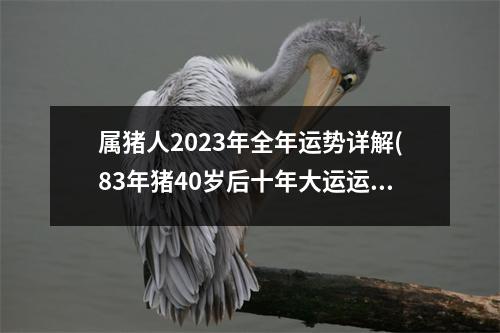 属猪人2023年全年运势详解(83年猪40岁后十年大运运程)