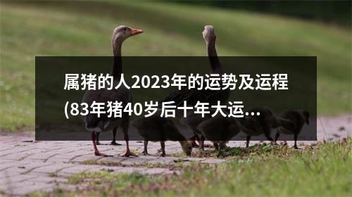 属猪的人2023年的运势及运程(83年猪40岁后十年大运运程)