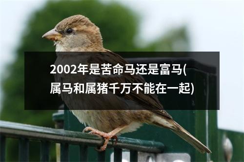 2002年是苦命马还是富马(属马和属猪千万不能在一起)