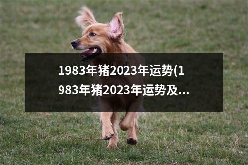 1983年猪2023年运势(1983年猪2023年运势及运程每月运程五月运气)