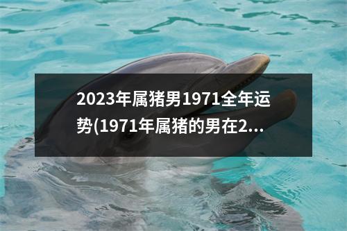 2023年属猪男1971全年运势(1971年属猪的男在2023的运气)