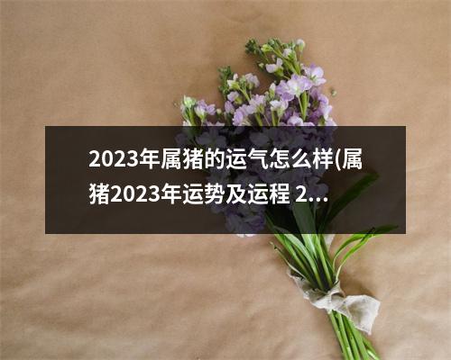 2023年属猪的运气怎么样(属猪2023年运势及运程 2023年属猪人的全年每月运势)